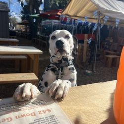 One of our many regular Dog visitors to Strange Craft BV in the BV Backyard.