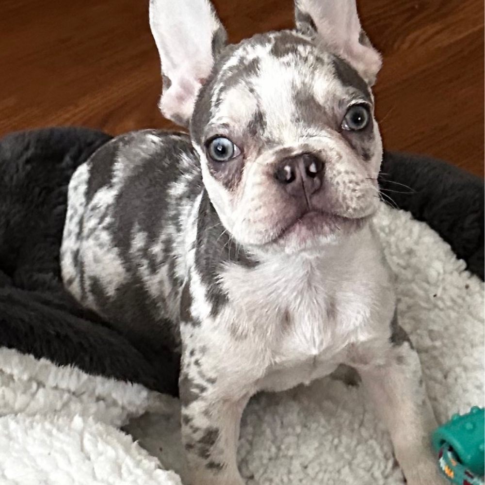 Frenchies Kingdom - Pet Stores Near Me Frenchies Kingdom - Pet Stores Near Me