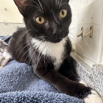 Kitten Rescue - Chase! (soon to be potentially renamed) - Animal Shelters Near Me - North Hollywood, California Kitten Rescue - Chase! (soon to be potentially renamed) - Animal Shelters Near Me - North Hollywood, California