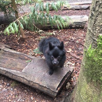 Northacres Park Off-Leash Area - Dog Parks Near Me - Seattle, Washington