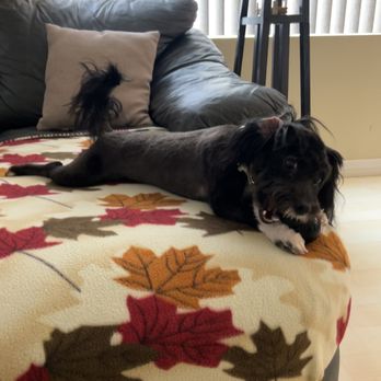 Barking Spot - Happy boy after most recent groom (: - Pet Stores Near Me - Chula Vista, California