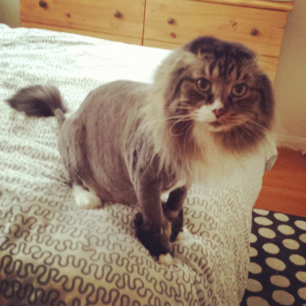 My cat, Bernard, after his lion cut My cat, Bernard, after his lion cut