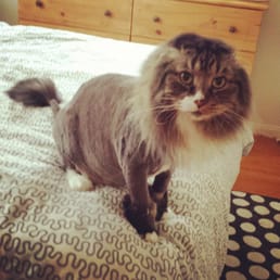 My cat,  Bernard,  after his lion cut