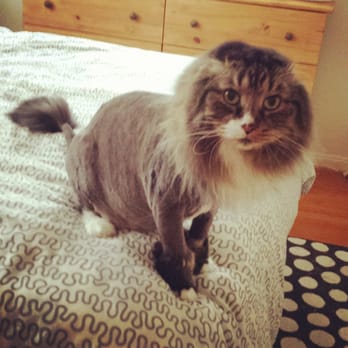 Paws Grooming Studio - My cat,  Bernard,  after his lion cut - Pet Groomers Near Me - Canton, Michigan