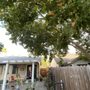 Photo of Premier Tree Service