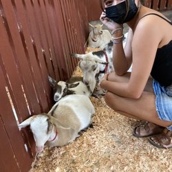 Beacon Hill Children's Farm - Goat petting!