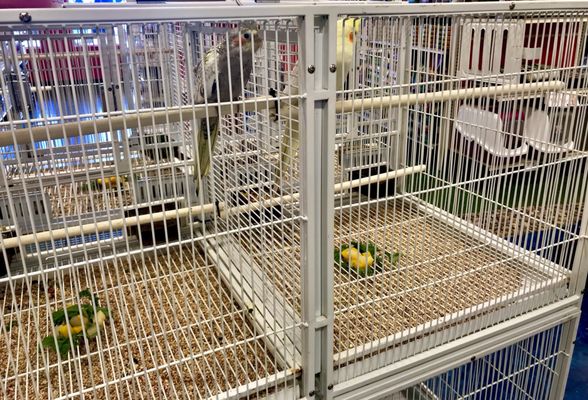 pet supermarket bird cages