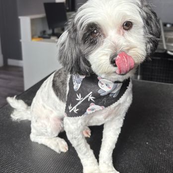 Doggie Dips - Pet Groomers Near Me - Muscatine, Iowa Doggie Dips - Pet Groomers Near Me - Muscatine, Iowa