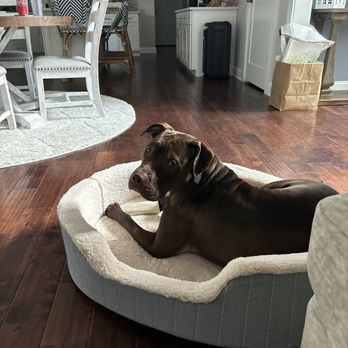 Valor Canine Services - Hank - Pet Training Near Me Valor Canine Services - Hank - Pet Training Near Me