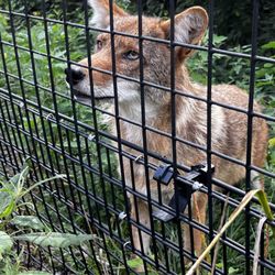 Red Wolf Sanctuary
