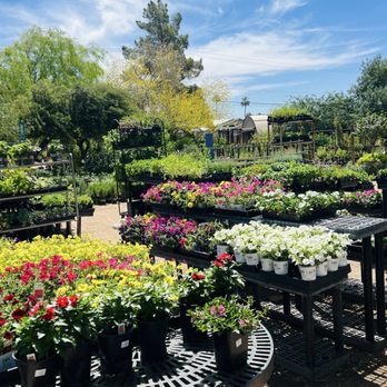 Berridge Nurseries - Nurseries & Gardening Near Me - Phoenix, Arizona