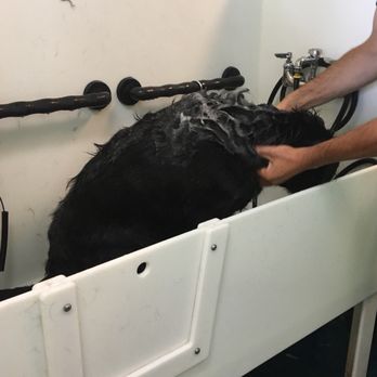 Lucky Pups Pet Wash - Pet Groomers Near Me - Chesapeake, Virginia Lucky Pups Pet Wash - Pet Groomers Near Me - Chesapeake, Virginia