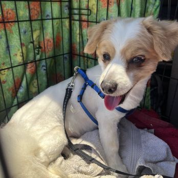 Castaic Pet Grooming - The new dog I saved and got a hair cut for, he smells amazing. Love their shampoo - Pet Groomers Near Me - Castaic, California