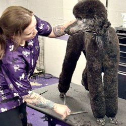 Audrey Lynn Grooming - Gorgeous Standard Poodle loves Audrey's detail work.