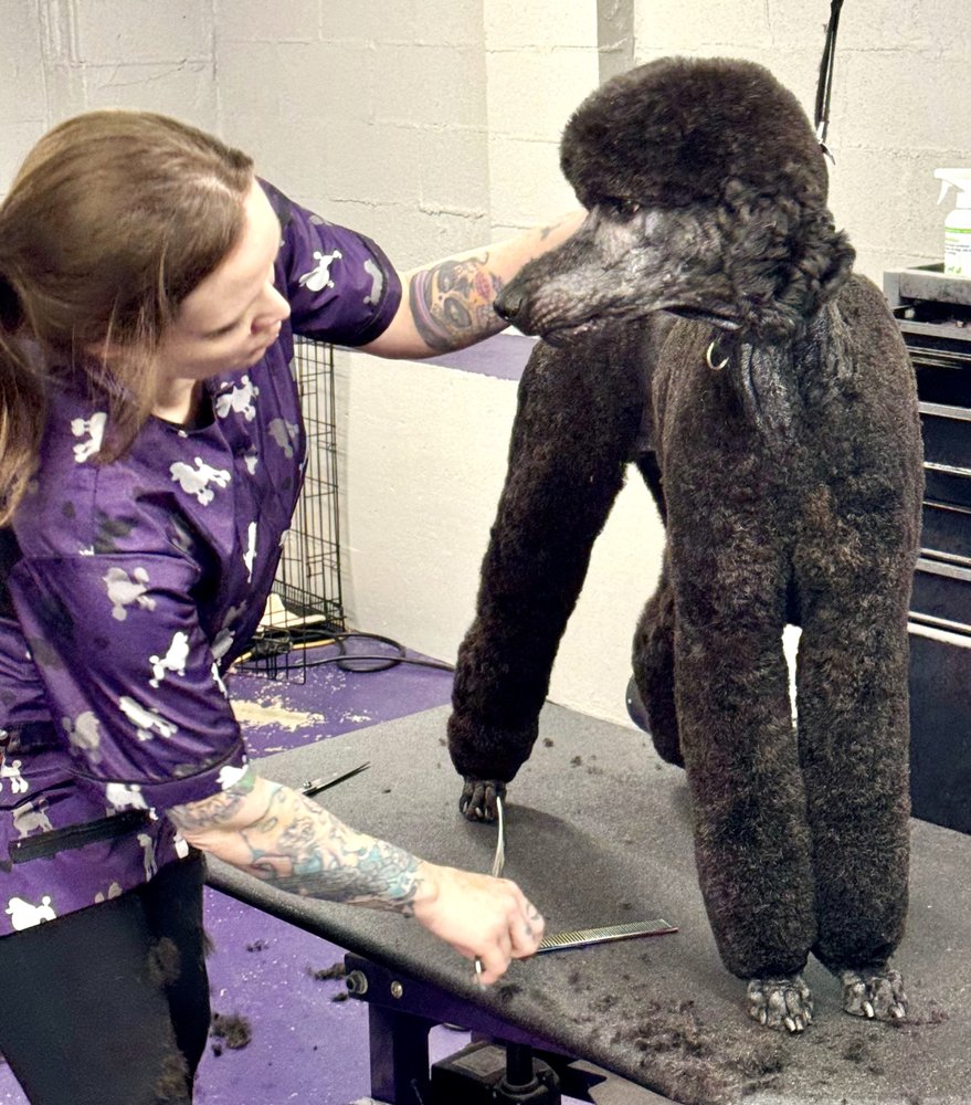 AUDREY LYNN GROOMING Updated September 2024 31 Photos & 16 Reviews