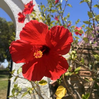 Muckenthaler Cultural Center - Art Classes Near Me - Fullerton, California Muckenthaler Cultural Center - Art Classes Near Me - Fullerton, California