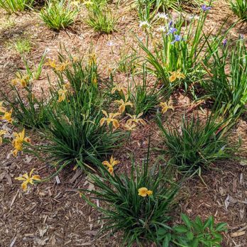 Weiss Landscaping - Irises in bloom. - Landscaping Near Me - Nevada City, California Weiss Landscaping - Irises in bloom. - Landscaping Near Me - Nevada City, California