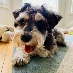 Fozwell always looks fly with a cut from Pupstars.