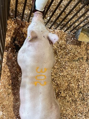 Oregon State Fair & Exposition Center by null