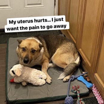 Absecon Veterinary Hospital - Angie in pain - Veterinarians Near Me - Absecon, New Jersey