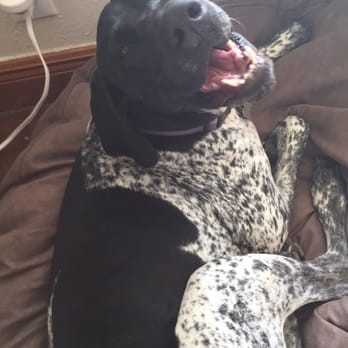 Barney's Ranch - Post daycare. Happy napping. - Pet Boarding Near Me - Carrollton, Texas Barney's Ranch - Post daycare. Happy napping. - Pet Boarding Near Me - Carrollton, Texas