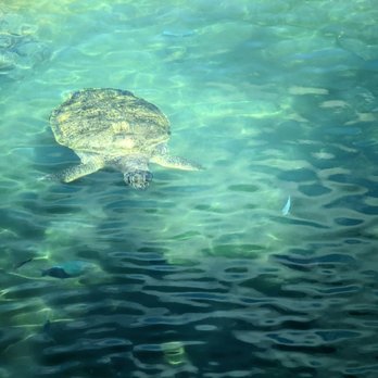 Coral World Ocean Park - Turtle - Aquariums Near Me - St Thomas, Virgin Islands