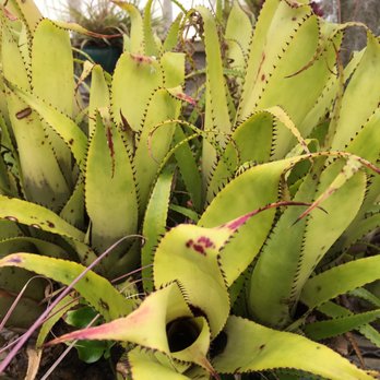 Shelldance Orchid Gardens - Nurseries & Gardening Near Me - Pacifica, California
