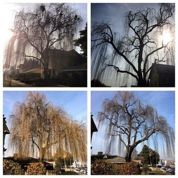 J.Elenes Tree Service - Tree Services Near Me - Fresno, California J.Elenes Tree Service - Tree Services Near Me - Fresno, California