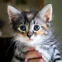 Kitty Rescue Corp