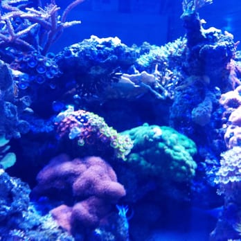 The Coral Corral - The Coral Corral 3 - Local Fish Stores Near Me - Tampa, Florida