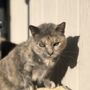 Good Life Veterinary Care