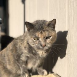 Good Life Veterinary Care