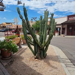 Cactus Carlos - Outside cactus