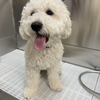 A Dog's Tail - Pet Groomers Near Me - San Jose, California A Dog's Tail - Pet Groomers Near Me - San Jose, California