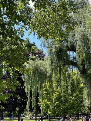 Public Garden by null