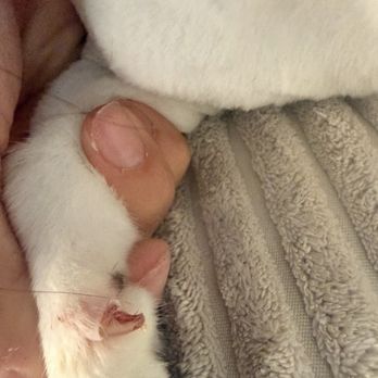 Petrichor Pet Salon - Blood nail - Pet Groomers Near Me - Irvine, California