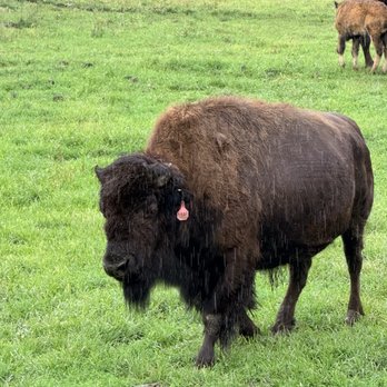 Hidden Valley Animal Adventure - Bison! - Zoos Near Me - Varysburg, New York