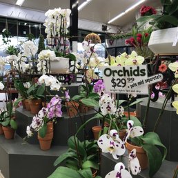 Orchids store display Orchids store display