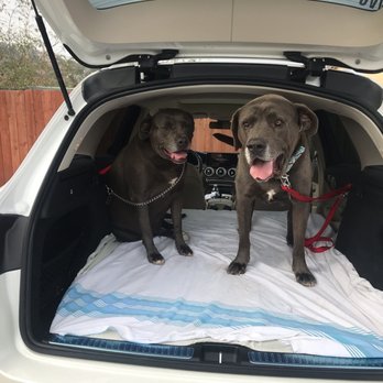 San Diego Pet Driver - Nothing but the best with Bruce! - Pet Transportation Near Me - San Diego, California San Diego Pet Driver - Nothing but the best with Bruce! - Pet Transportation Near Me - San Diego, California