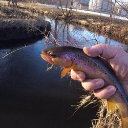 Goeres Park - A 10.5" brown from Lodi Spring Creek at Goeres Park