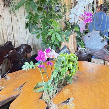 Sloopy's Beach Cafe - More orchids! - American Near Me - Manhattan Beach, California Sloopy's Beach Cafe - More orchids! - American Near Me - Manhattan Beach, California