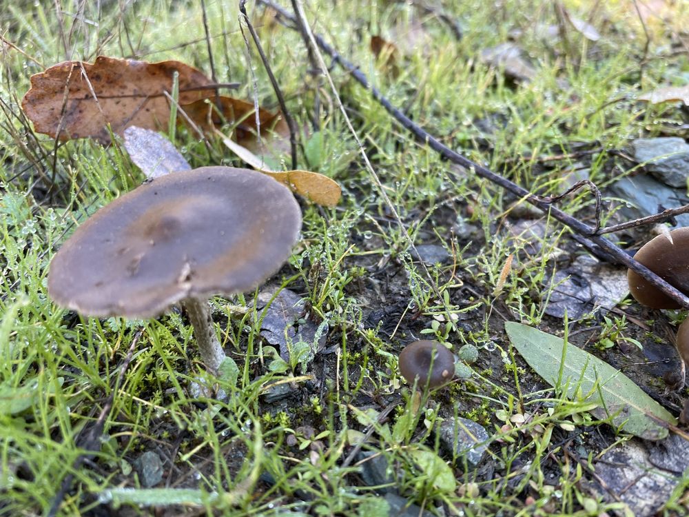 Auburn State Recreation Area