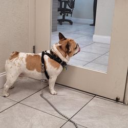 Kendall Animal Medical Center