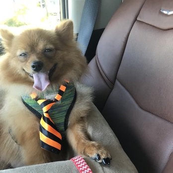 Pawsh Boutique & Spa - Pet Groomers Near Me - Sarasota, Florida