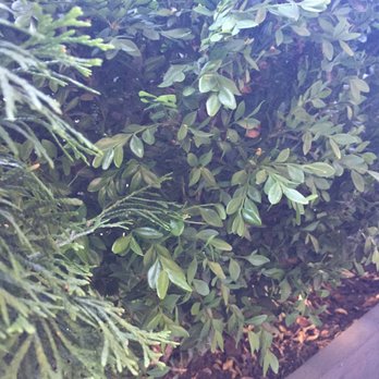 Sette Osteria - Washington - Our seat outside. Nice view of the shrub. - Italian Near Me - Washington, DC, District of Columbia Sette Osteria - Washington - Our seat outside. Nice view of the shrub. - Italian Near Me - Washington, DC, District of Columbia