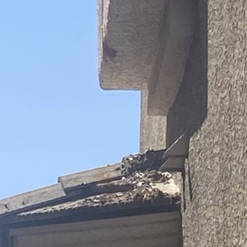 Blue Fire Pest Control - Before. Droppings everywhere. - Pest Control Near Me - Las Vegas, Nevada Blue Fire Pest Control - Before. Droppings everywhere. - Pest Control Near Me - Las Vegas, Nevada
