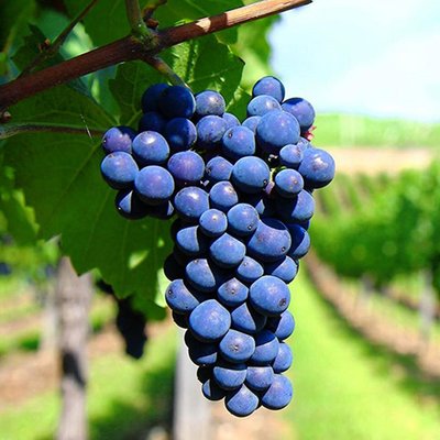 Types of Grapes We Grow - Malbec as dark purple in color with aromas of damsons, tobacco, garlic, and raisin. The wines tend to have juicy fruit notes with violet aromas

Tempranillo wines are ruby red in color, while aromas and flavours can include berries, plum, tobacco, vanilla, leather and herb

Viognier wines are well known for their floral aromas, and terpenes. There are also many other powerful flower and fruit aromas which can be perceived in these wines.

Petite Sirah produces dark, inky colore wines that are relatively acidic, with firm texture and mouth feel; the bouquetd wines that are relatively acidic, with firm texture and mouth feel; the bouquet has herbal and black pepper overtones, and typically offers flavors of blue fruit, black fruit, plums, and especially blueberries.

Sangiovese has fresh fruity flavours of strawberry and a little spiciness, but it readily takes on oaky, even tarry, flavors when aged in barrels. Sangiovese often has a flavour profile of sour red cherries with earthy aromas and tea leaf notes. Wines made from Sangiovese usually have medium-plus tannins and high acidity.

Malvasia bianca which is characterized by its deep color, noted aromas and the presence of some residual sugar. Malvasia wines are characterized by their heavy body that is often described as “round” or “fat” and soft texture in the mouth. Common aroma notes associated with Malvasia include peaches, apricots and white currants. Types of Grapes We Grow - Malbec as dark purple in color with aromas of damsons, tobacco, garlic, and raisin. The wines tend to have juicy fruit notes with violet aromas

Tempranillo wines are ruby red in color, while aromas and flavours can include berries, plum, tobacco, vanilla, leather and herb

Viognier wines are well known for their floral aromas, and terpenes. There are also many other powerful flower and fruit aromas which can be perceived in these wines.

Petite Sirah produces dark, inky colore wines that are relatively acidic, with firm texture and mouth feel; the bouquetd wines that are relatively acidic, with firm texture and mouth feel; the bouquet has herbal and black pepper overtones, and typically offers flavors of blue fruit, black fruit, plums, and especially blueberries.

Sangiovese has fresh fruity flavours of strawberry and a little spiciness, but it readily takes on oaky, even tarry, flavors when aged in barrels. Sangiovese often has a flavour profile of sour red cherries with earthy aromas and tea leaf notes. Wines made from Sangiovese usually have medium-plus tannins and high acidity.

Malvasia bianca which is characterized by its deep color, noted aromas and the presence of some residual sugar. Malvasia wines are characterized by their heavy body that is often described as “round” or “fat” and soft texture in the mouth. Common aroma notes associated with Malvasia include peaches, apricots and white currants.