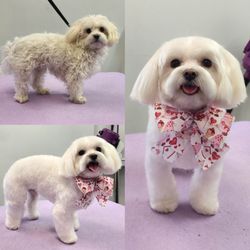 Petite Paw Grooming - Bella the maltese