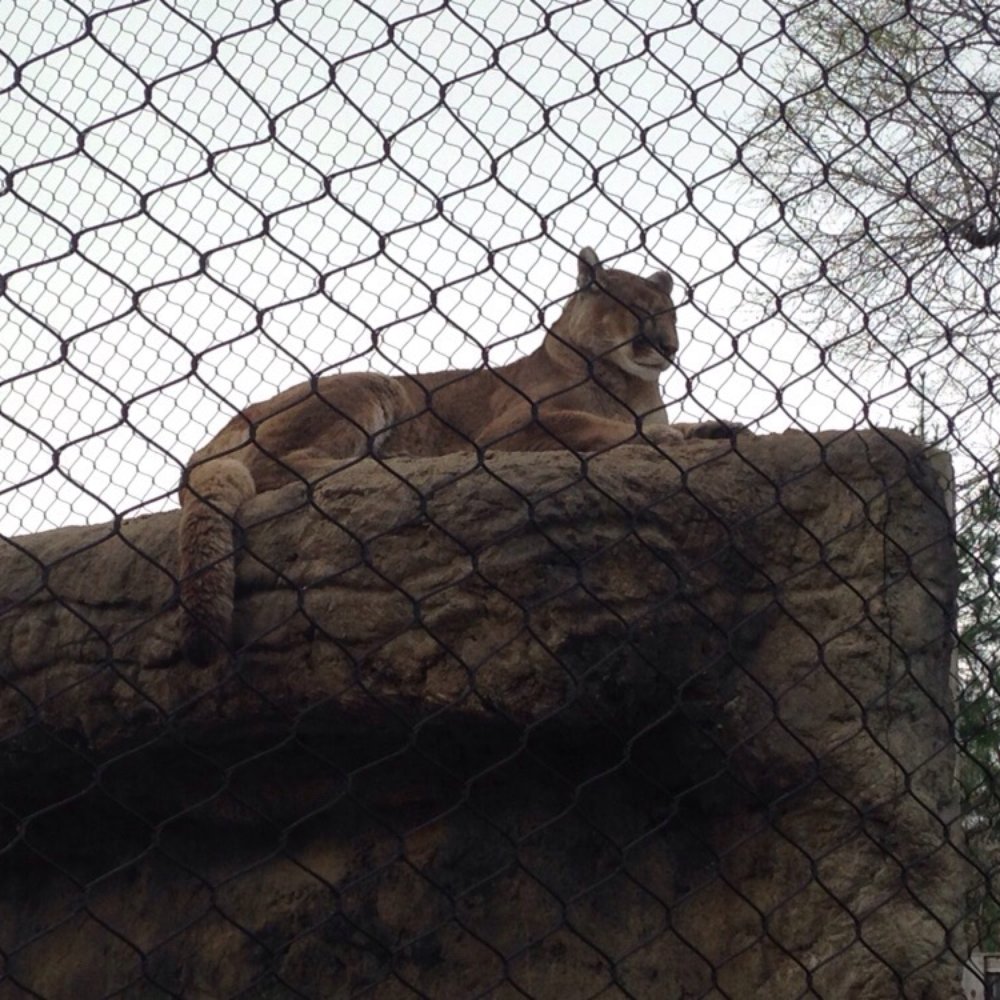 Dickerson Park Zoo - Mountain lion - Zoos Near Me - Springfield, Missouri