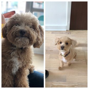 Frank's Perfect Paws - Pet Groomers Near Me